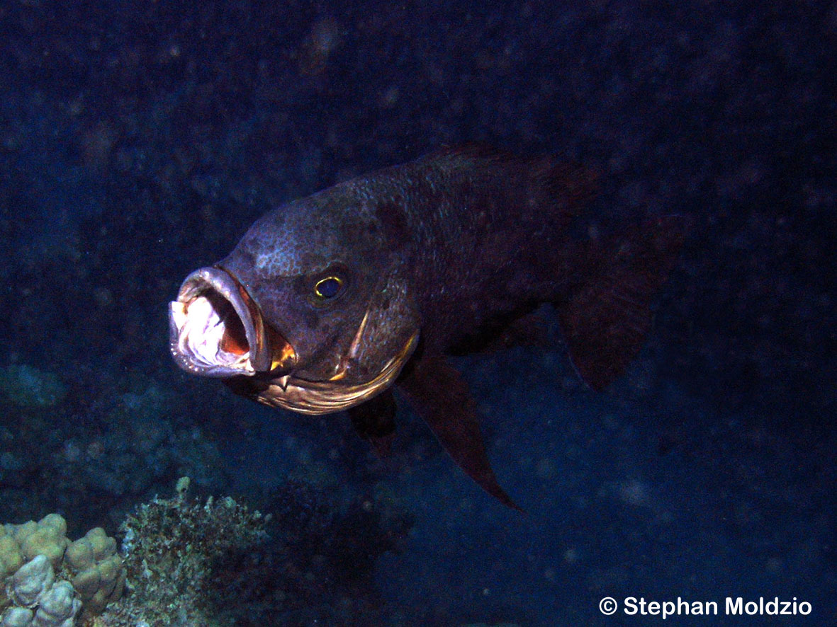 Macolor niger (Forsskål, 1775)